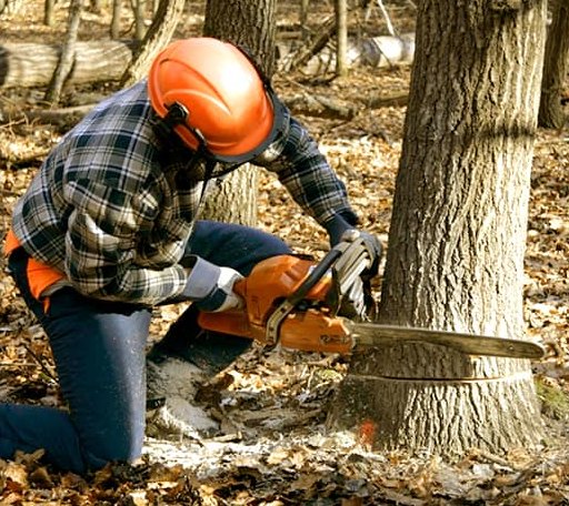 Tree Removal in Tuskahoma, OK